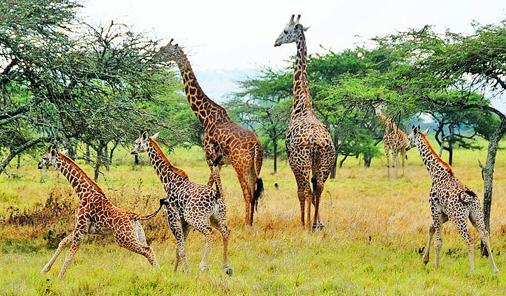 Akagera Savannah Safari Adventure