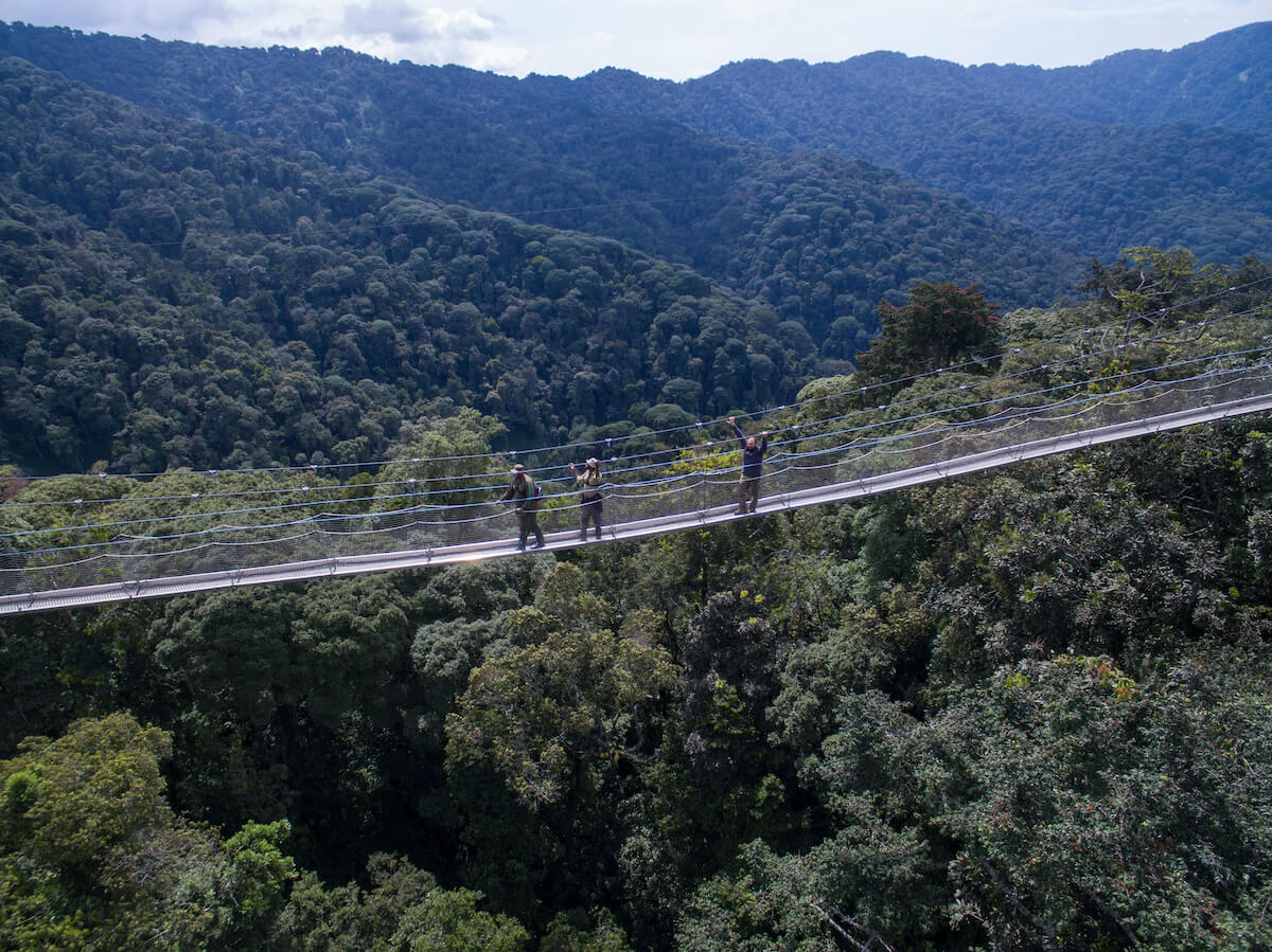Nyungwe Chimpanzee Trekking & Canopy Walk