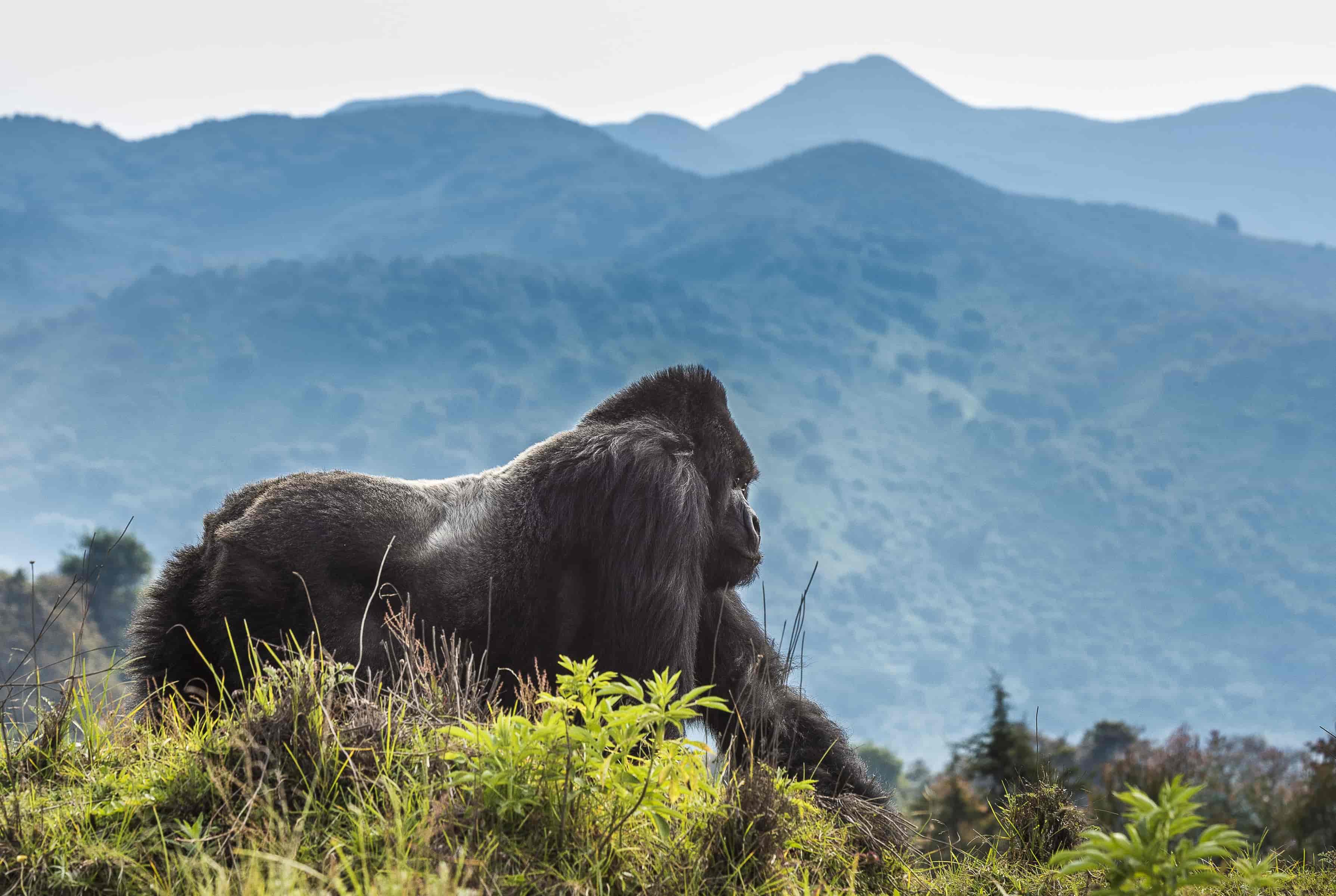 Rwanda Grand Highlights Tour