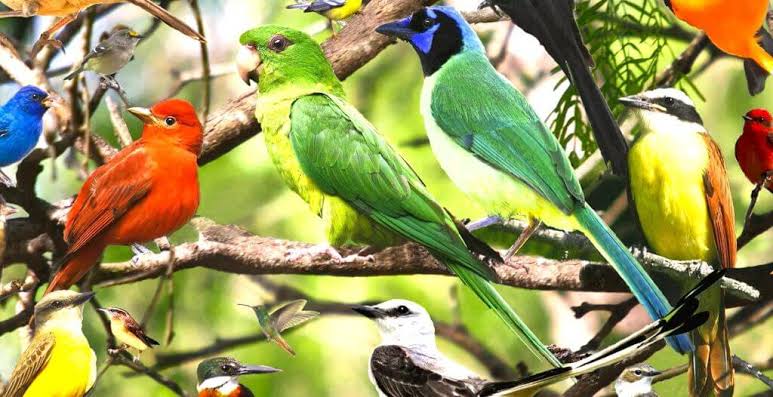 Bird Watching