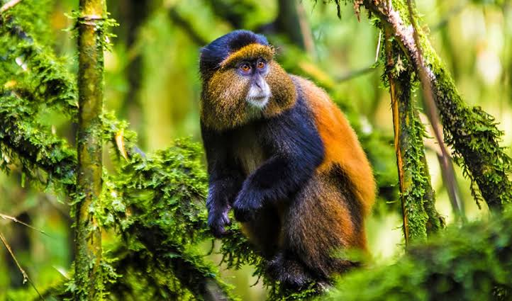 Golden Monkey Trekking
