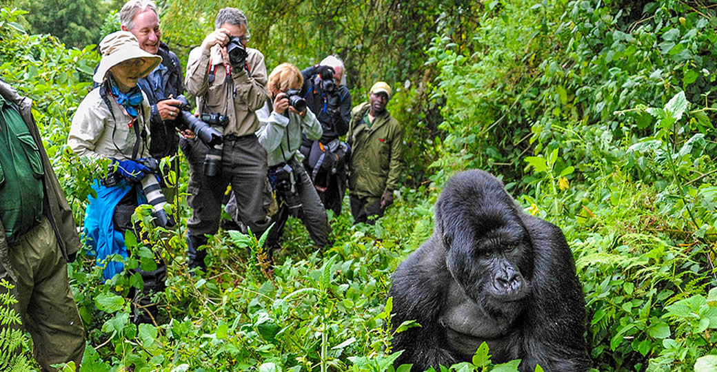 Ultimate Mountain Gorilla Trekking